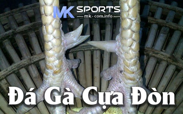 Đá Gà Cựa Đòn Tại MK