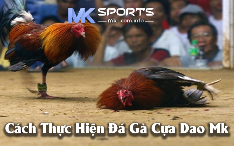 Cách Thực Hiện Đá Gà Cựa Dao Mk